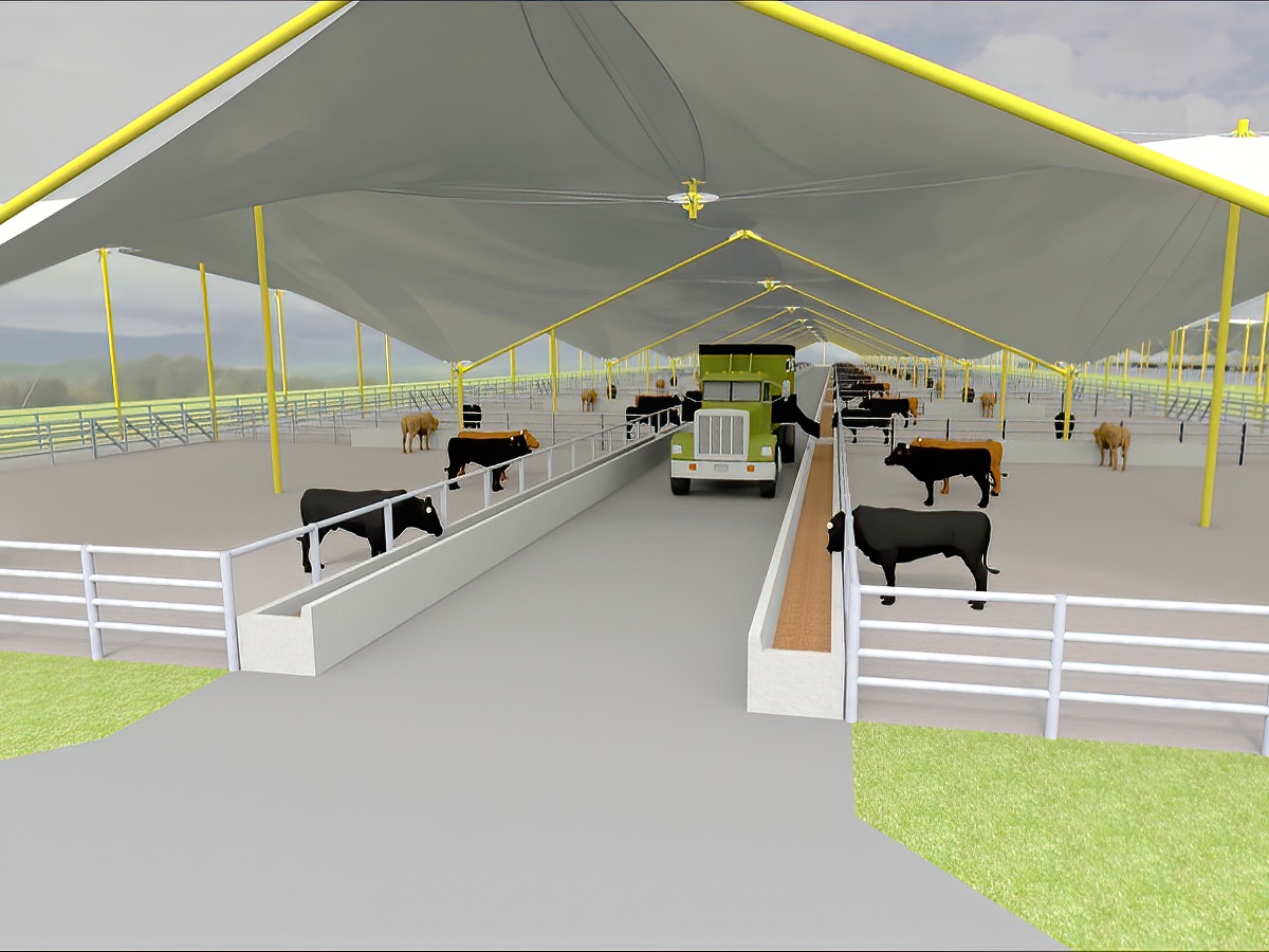 Feedlot shelter canopies for hot arid or high rainfall areas